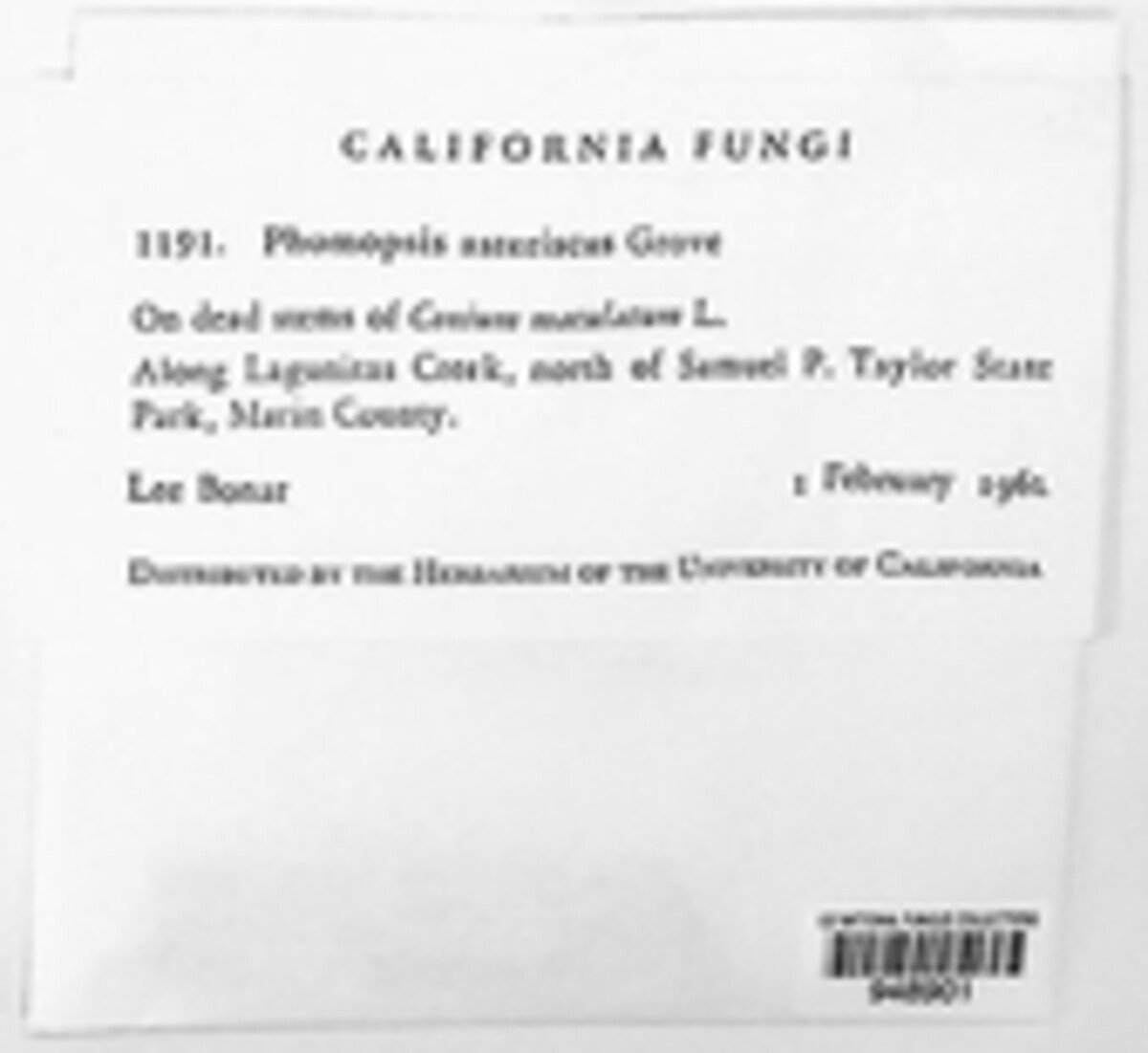 Phomopsis asteriscus image